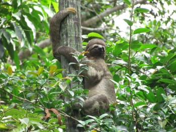 Sloth up a tree