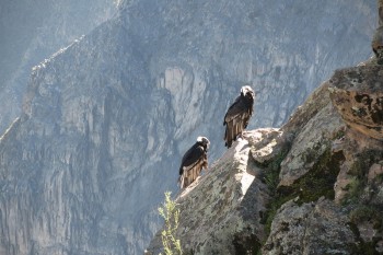 Condors on a cliffside