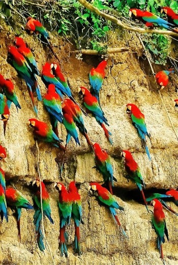 Parrot Collpa - Peru