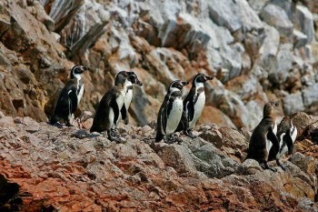 Penguins on the Ballestas islands