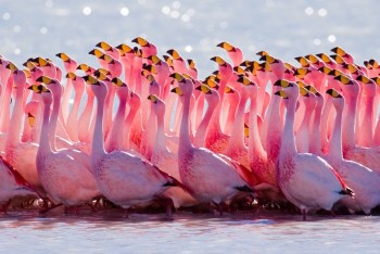 The James' Flamingo - Andean Plateau