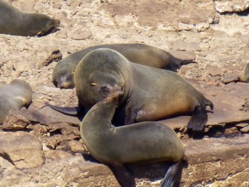 Otters - Ballestas Islands