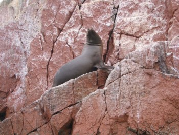 Paracas - Otters