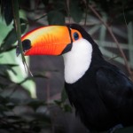 Toucan from the Amazon - Peru