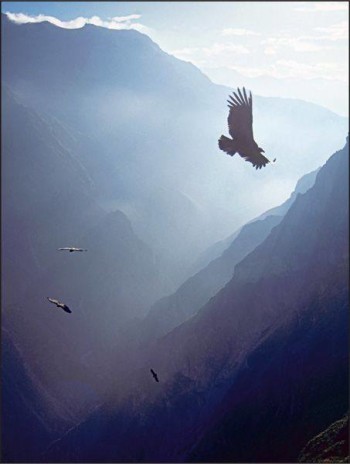 Flight of the Condors - Colca Canyon