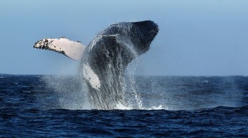 Mancora - whale jumping