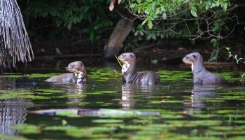 Otters in Lake Sandoval