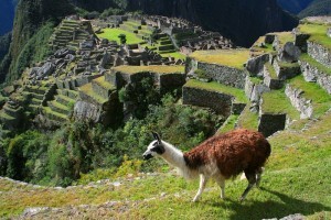 Machu Picchu - Llama, Peru